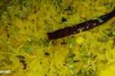 Step-by-Step Recipe for Toor Dal Khichdi