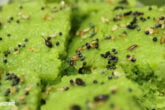 Restaurant Style Spongy Palak Dhokla Recipe